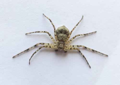 Philodromus margaritatus